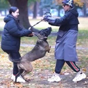 Malinois attack