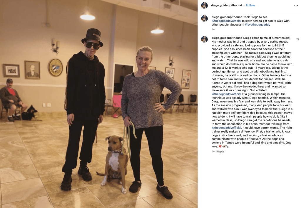 dog daddy stands next to rescue golden pit hound mix diego, and diego's owner at a tampa training